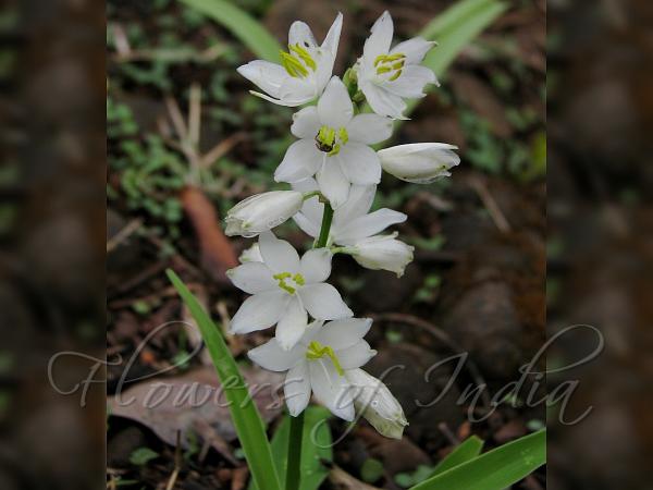 Edible Chlorophytum